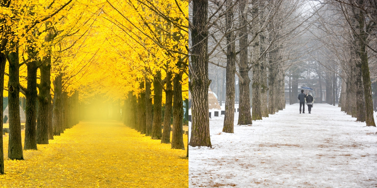 Tour Hàn Quốc Seoul Nami 5N4Đ Giá Rẻ 3